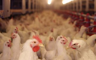 animales que se críen en jaulas