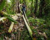 qué es el caso Furukawa