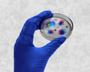 nueva cepa del coronavirus