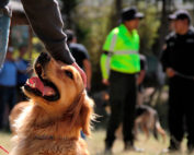 bienestar animal en Quito