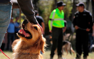 bienestar animal en Quito