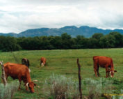ordenanza para el bienestar animal de Quito