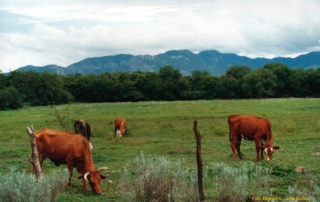 ordenanza para el bienestar animal de Quito