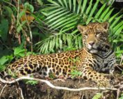 jaguares en Ecuador