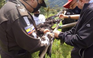 águila andina