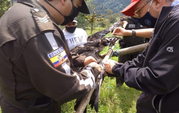 águila andina