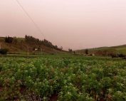 la ceniza volc&aacute;nica