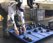 procesado por tráfico de tortugas en Galápagos