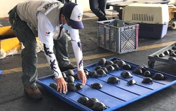 procesado por tráfico de tortugas en Galápagos