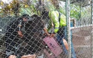 tenencia ilegal de animales silvestres