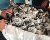 tráfico de flora y fauna