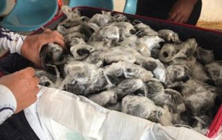 tráfico de flora y fauna