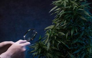 hoy es 420
