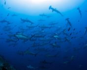 reserva marina en galápagos