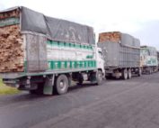 tráfico ilegal de madera