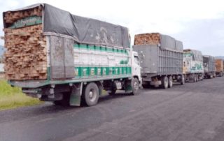 tráfico ilegal de madera