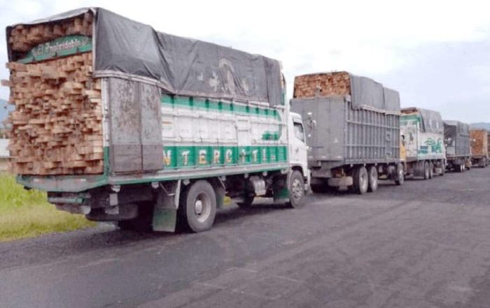 tráfico ilegal de madera