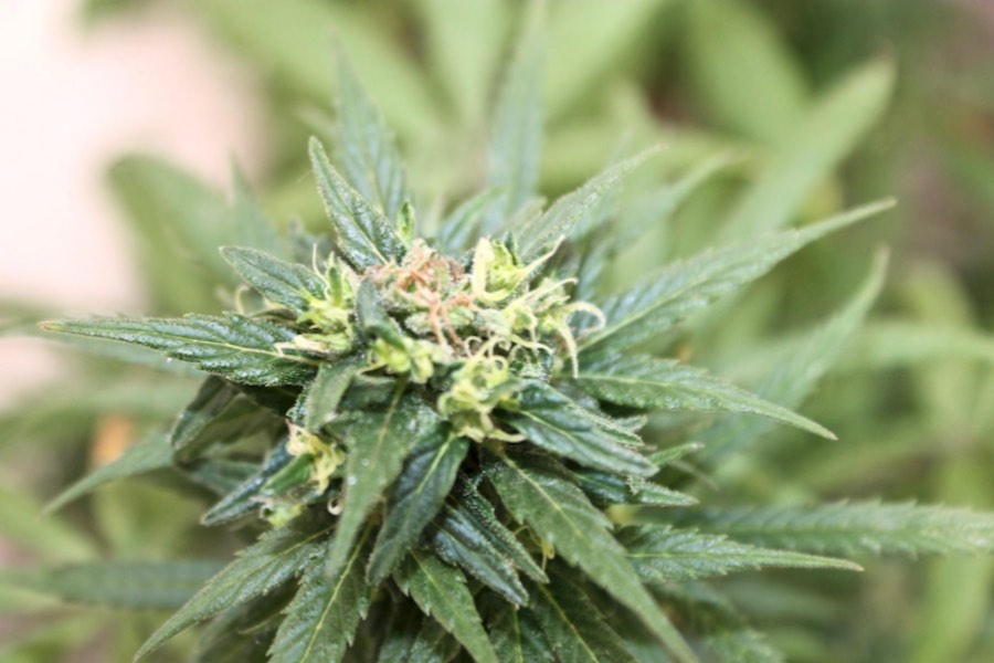 cannabis