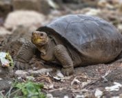 tortuga que se creía extinta en Galápagos