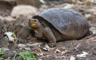 tortuga que se creía extinta en Galápagos