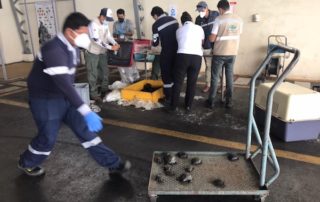 tráfico de tortugas gigantes de Galápagos