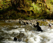 bosque protector Mazán