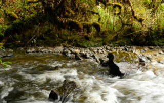 bosque protector Mazán