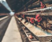 uso de jaulas para criar animales de consumo