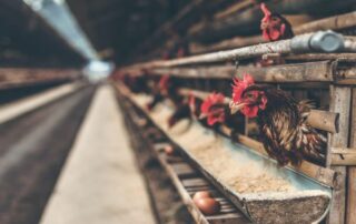 uso de jaulas para criar animales de consumo