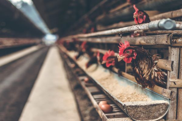 uso de jaulas para criar animales de consumo