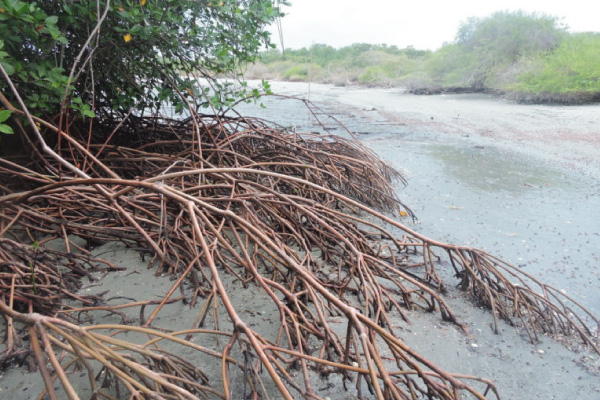 raíces de manglar