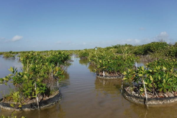 manglar reforestado