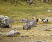 perros amenazan especies silvestres