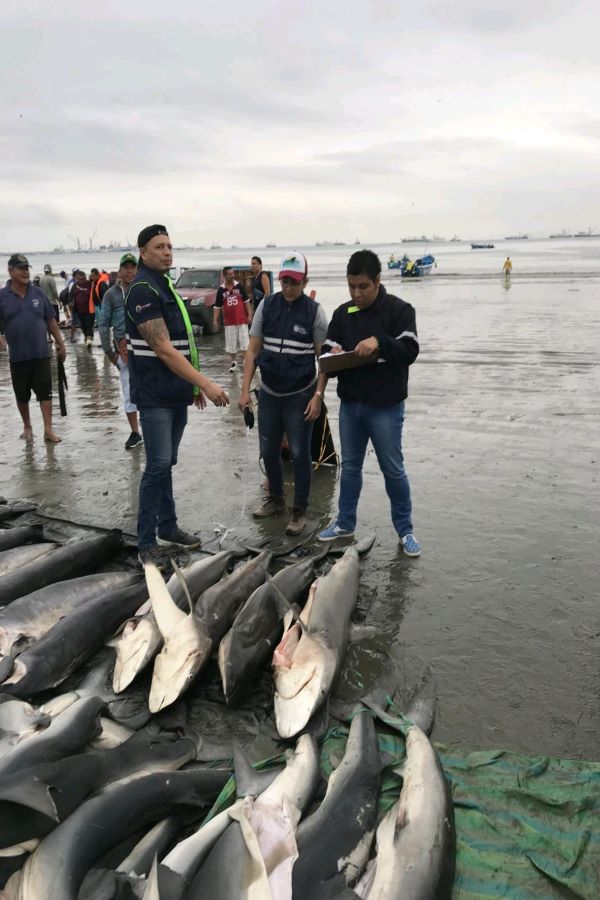 tiburones en Ecuador