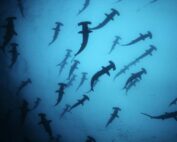 tiburones en Ecuador