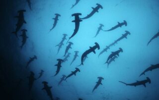 tiburones en Ecuador