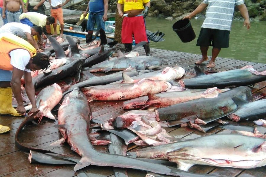 tiburones en Ecuador