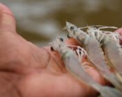 China suspendió importación de camarón ecuatoriano