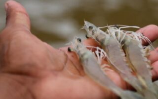 China suspendió importación de camarón ecuatoriano