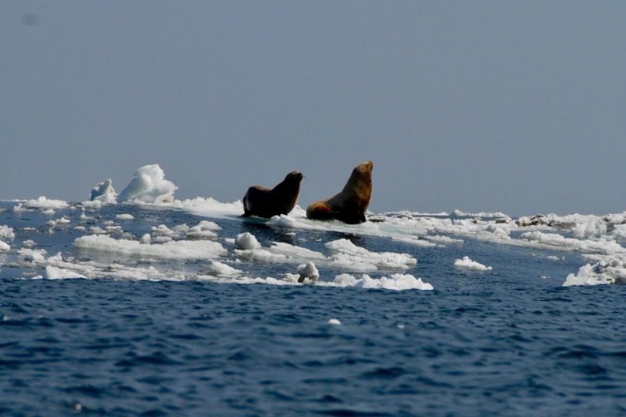 derretimiento del hielo marino