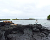 Animales de las islas Galápagos