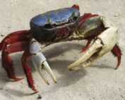 Segunda veda del cangrejo en 2021 en Ecuador