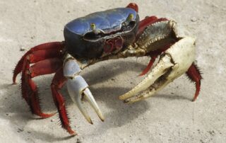 Segunda veda del cangrejo en 2021 en Ecuador