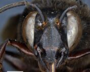 abeja andrógina en Ecuador