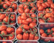 Tomates y trásgénicos