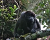 primates