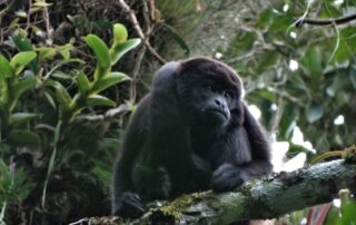primates