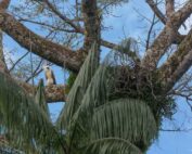 proteger águila harpía