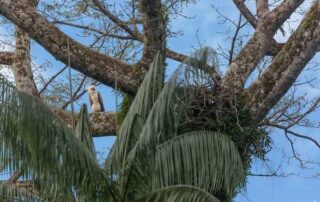 proteger águila harpía