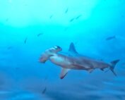 reglamento de la Ley de Pesca